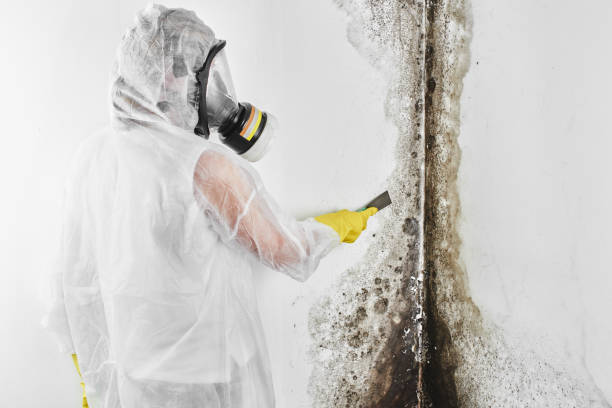 Best Mold Damage Repair  in Algood, TN