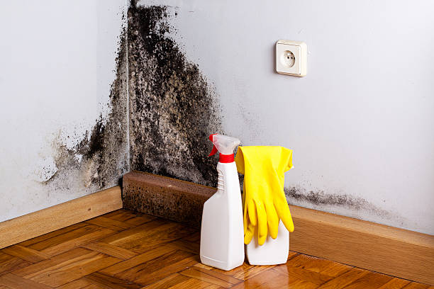 Mold Testing and Removal in Algood, TN
