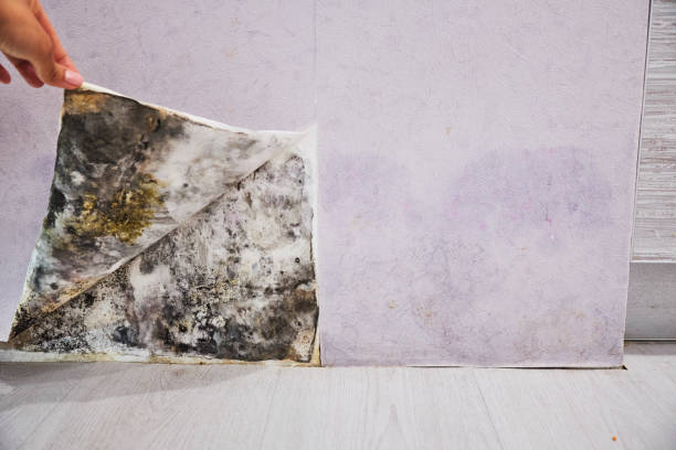 Best Black Mold Removal  in Algood, TN